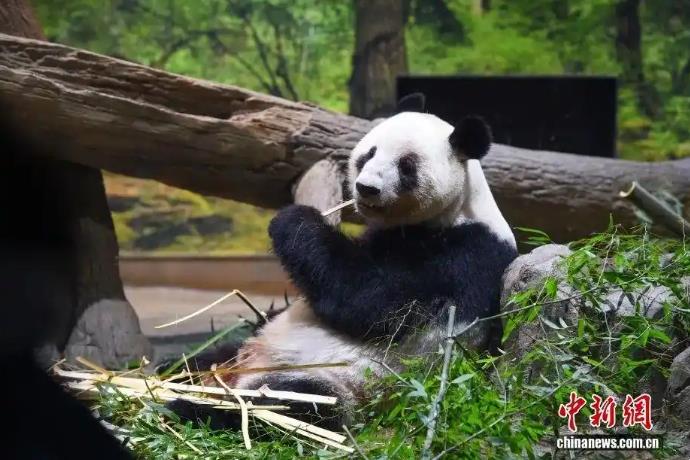 54年来首次 日本国内没有大熊猫了