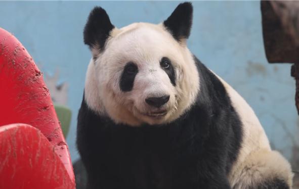 熊猫丫丫回国两年妥妥幸福胖