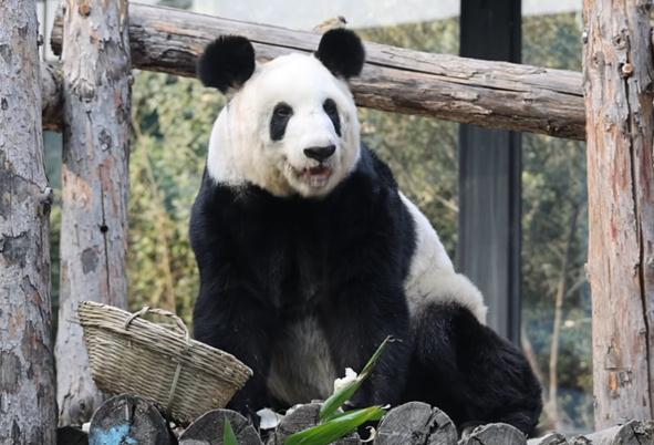 熊猫丫丫回国两年妥妥幸福胖