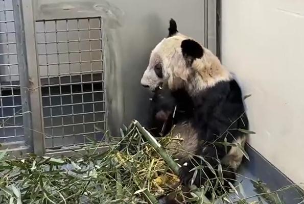 熊猫丫丫回国两年妥妥幸福胖