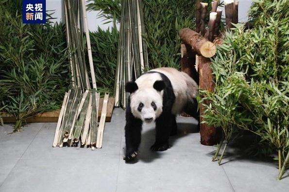 熊猫丫丫回国两年妥妥幸福胖