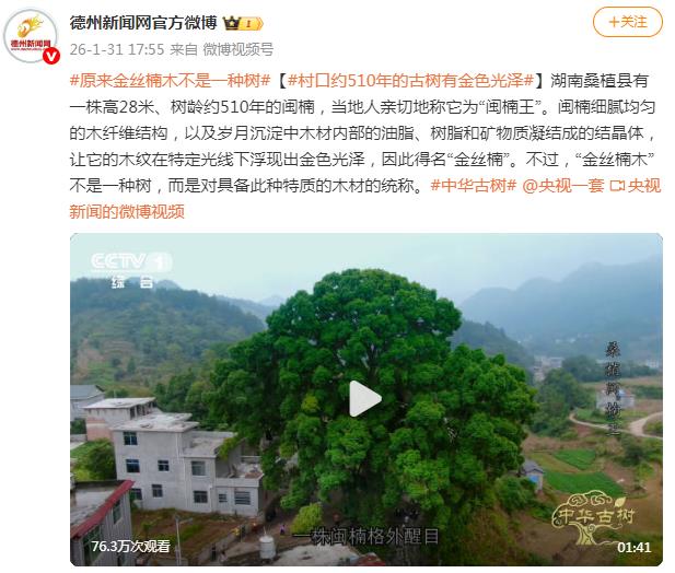 原来金丝楠木不是一种树