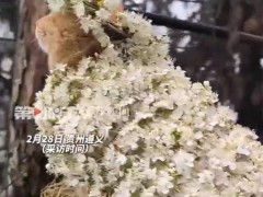 猫咪配合主人打扮 乖得像假猫 为了吃罐罐拼了！