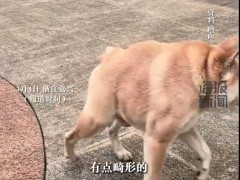 狗子因天生短一截身型独特走红,主人说了什么内容?