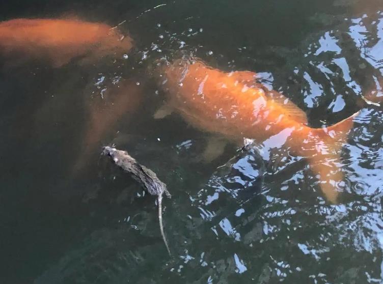 老鼠竟在西湖游泳&ldquo;打劫&rdquo;观赏鱼