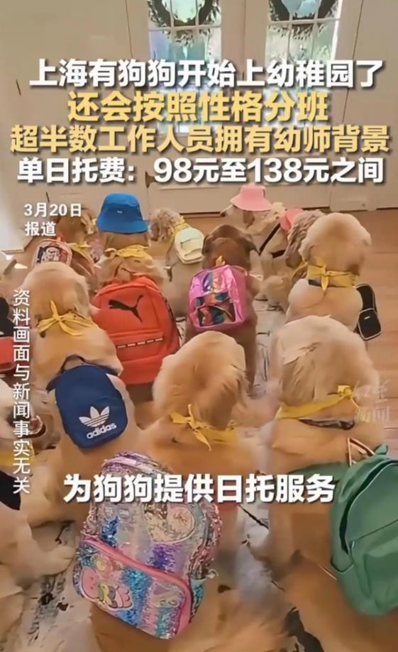 95后女生每月花1.2万送狗上学