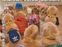 95后女生每月花1.2万送狗上学，95后女生的宠物消费观太颠覆！