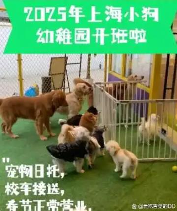 95后女生每月花1.2万送狗上学