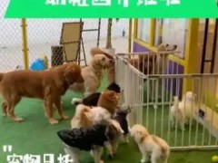 95后女生每月花1.2万送狗上学 当“毛孩子”背上书包,3000亿市场里的新物种!!