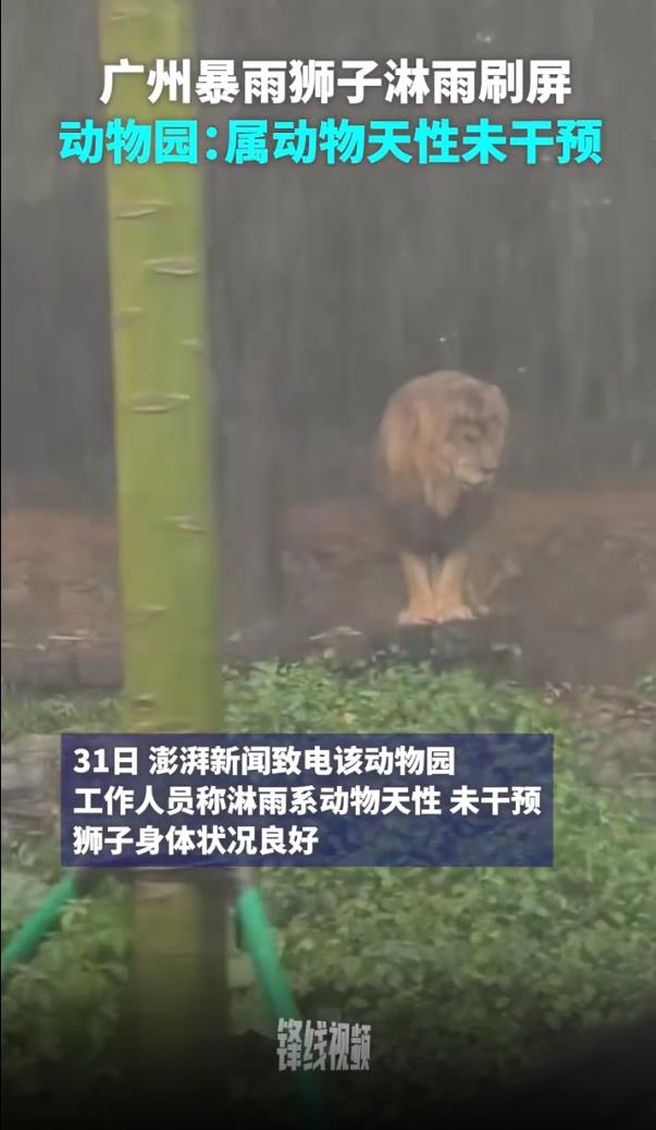 广州下暴雨 动物园&ldquo;落汤狮&rdquo;走红