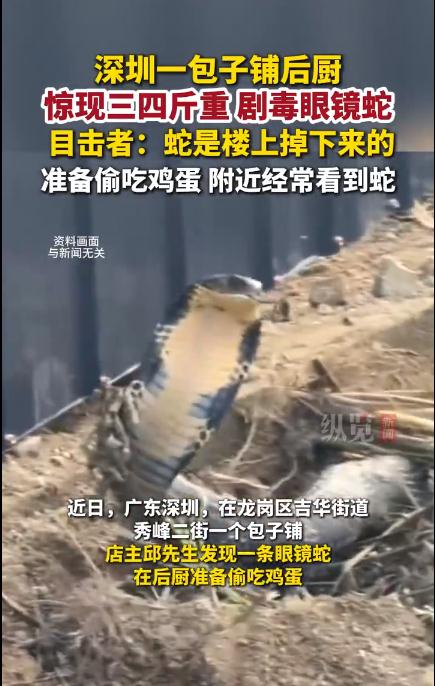 眼镜王蛇在包子铺偷吃鸡蛋被抓
